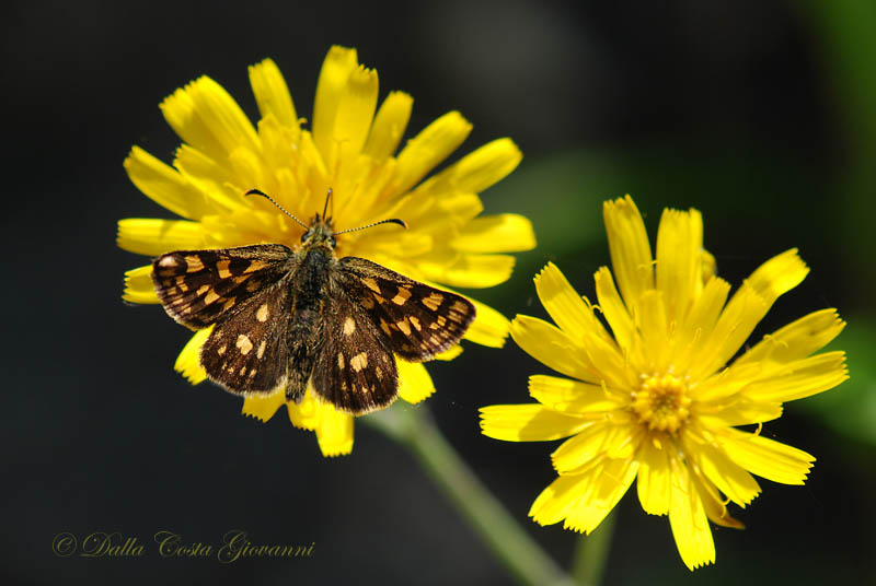 Carterocephalus palaemon